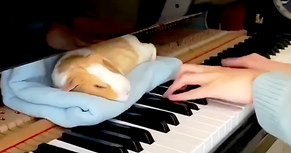 「麻酔より効くな!」飼い主のピアノでうっとり寝落ちするモルモットの動画が話題に