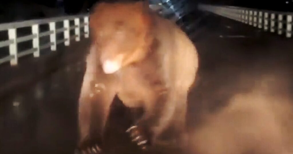 「神よ…」日本のクマ動画が話題に、同時に日本の恐ろしいクマ事情も知れ渡る